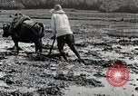 Image of Rice Field Leveling Japan, 1934, second 62 stock footage video 65675025113