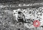 Image of Rice Field Fertilization Japan, 1934, second 19 stock footage video 65675025114