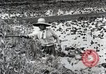 Image of Rice Field Fertilization Japan, 1934, second 20 stock footage video 65675025114