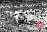 Image of Rice Field Fertilization Japan, 1934, second 21 stock footage video 65675025114