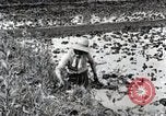 Image of Rice Field Fertilization Japan, 1934, second 22 stock footage video 65675025114