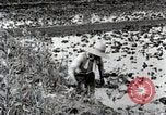 Image of Rice Field Fertilization Japan, 1934, second 24 stock footage video 65675025114