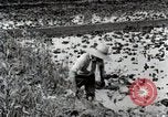 Image of Rice Field Fertilization Japan, 1934, second 25 stock footage video 65675025114