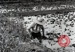 Image of Rice Field Fertilization Japan, 1934, second 26 stock footage video 65675025114