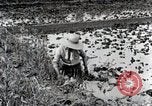 Image of Rice Field Fertilization Japan, 1934, second 27 stock footage video 65675025114