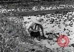 Image of Rice Field Fertilization Japan, 1934, second 28 stock footage video 65675025114