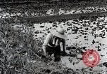 Image of Rice Field Fertilization Japan, 1934, second 29 stock footage video 65675025114