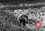 Image of Rice Field Fertilization Japan, 1934, second 30 stock footage video 65675025114