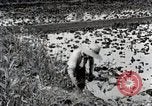 Image of Rice Field Fertilization Japan, 1934, second 31 stock footage video 65675025114