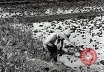 Image of Rice Field Fertilization Japan, 1934, second 32 stock footage video 65675025114