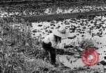 Image of Rice Field Fertilization Japan, 1934, second 35 stock footage video 65675025114