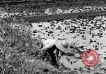 Image of Rice Field Fertilization Japan, 1934, second 36 stock footage video 65675025114