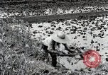 Image of Rice Field Fertilization Japan, 1934, second 37 stock footage video 65675025114