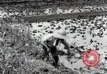 Image of Rice Field Fertilization Japan, 1934, second 38 stock footage video 65675025114