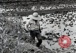 Image of Rice Field Fertilization Japan, 1934, second 39 stock footage video 65675025114