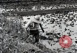 Image of Rice Field Fertilization Japan, 1934, second 40 stock footage video 65675025114