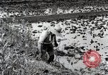 Image of Rice Field Fertilization Japan, 1934, second 41 stock footage video 65675025114