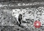 Image of Rice Field Fertilization Japan, 1934, second 42 stock footage video 65675025114
