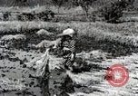 Image of Rice Field Fertilization Japan, 1934, second 45 stock footage video 65675025114