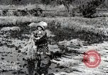 Image of Rice Field Fertilization Japan, 1934, second 47 stock footage video 65675025114