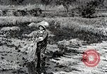 Image of Rice Field Fertilization Japan, 1934, second 48 stock footage video 65675025114