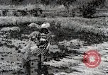 Image of Rice Field Fertilization Japan, 1934, second 50 stock footage video 65675025114