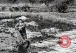 Image of Rice Field Fertilization Japan, 1934, second 52 stock footage video 65675025114