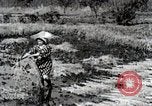 Image of Rice Field Fertilization Japan, 1934, second 53 stock footage video 65675025114