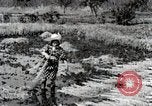 Image of Rice Field Fertilization Japan, 1934, second 56 stock footage video 65675025114