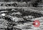 Image of Rice Field Fertilization Japan, 1934, second 59 stock footage video 65675025114