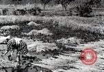 Image of Rice Field Fertilization Japan, 1934, second 60 stock footage video 65675025114