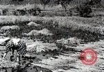 Image of Rice Field Fertilization Japan, 1934, second 61 stock footage video 65675025114