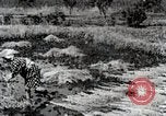 Image of Rice Field Fertilization Japan, 1934, second 62 stock footage video 65675025114