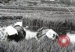 Image of Transplanting Rice Seedlings Japan, 1934, second 6 stock footage video 65675025116