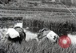 Image of Transplanting Rice Seedlings Japan, 1934, second 8 stock footage video 65675025116
