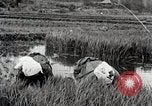 Image of Transplanting Rice Seedlings Japan, 1934, second 9 stock footage video 65675025116