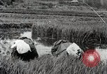 Image of Transplanting Rice Seedlings Japan, 1934, second 10 stock footage video 65675025116