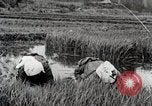 Image of Transplanting Rice Seedlings Japan, 1934, second 11 stock footage video 65675025116