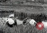 Image of Transplanting Rice Seedlings Japan, 1934, second 12 stock footage video 65675025116
