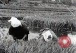 Image of Transplanting Rice Seedlings Japan, 1934, second 13 stock footage video 65675025116