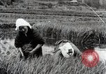 Image of Transplanting Rice Seedlings Japan, 1934, second 14 stock footage video 65675025116