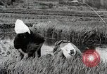 Image of Transplanting Rice Seedlings Japan, 1934, second 15 stock footage video 65675025116