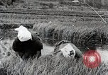 Image of Transplanting Rice Seedlings Japan, 1934, second 16 stock footage video 65675025116