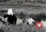Image of Transplanting Rice Seedlings Japan, 1934, second 17 stock footage video 65675025116