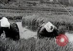 Image of Transplanting Rice Seedlings Japan, 1934, second 18 stock footage video 65675025116