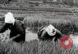 Image of Transplanting Rice Seedlings Japan, 1934, second 19 stock footage video 65675025116