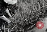 Image of Transplanting Rice Seedlings Japan, 1934, second 20 stock footage video 65675025116