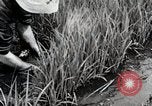 Image of Transplanting Rice Seedlings Japan, 1934, second 21 stock footage video 65675025116