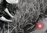 Image of Transplanting Rice Seedlings Japan, 1934, second 22 stock footage video 65675025116