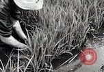 Image of Transplanting Rice Seedlings Japan, 1934, second 23 stock footage video 65675025116
